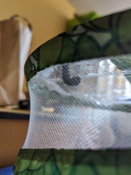 élevage de chenilles en maternelle - Ensemble St Charles