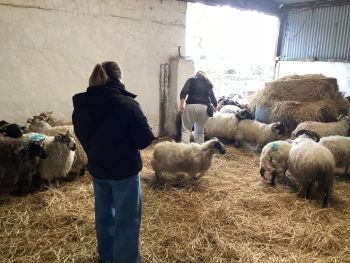 Lycée Professionnel Saint Charles : Voyage en Irlande, journée à la ferme - Ensemble St Charles